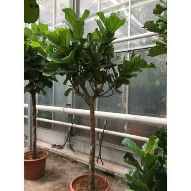 Ficus Lyrata - Vioolplant 640-650cm art17131