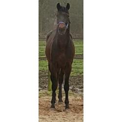 3 jarige dressuur hengst
