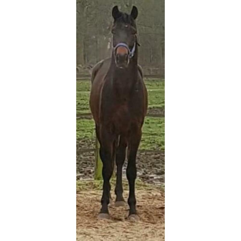 3 jarige dressuur hengst
