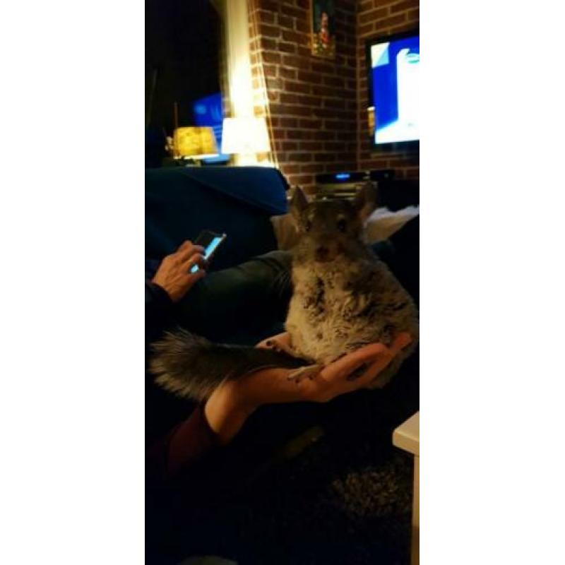 Chinchilla man zoekt een nieuw huisje