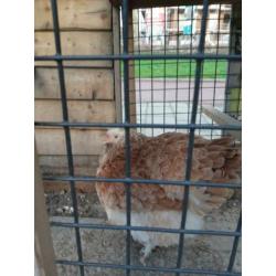 Kippenhok en 3 cochins