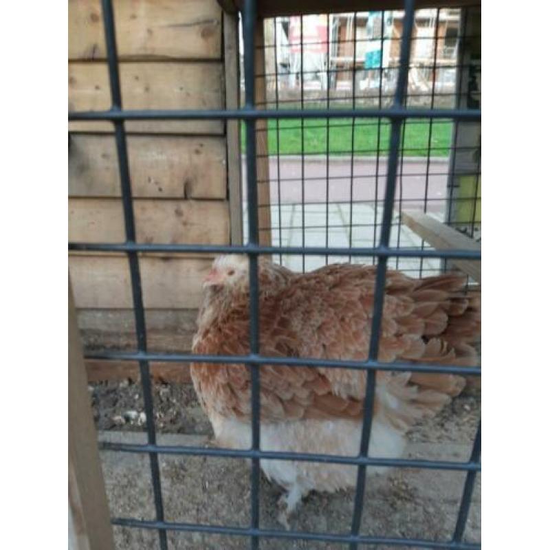 Kippenhok en 3 cochins