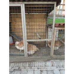 Kippenhok en 3 cochins