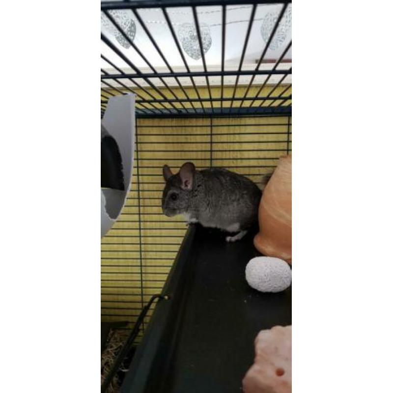 Chinchilla man zoekt een nieuw huisje