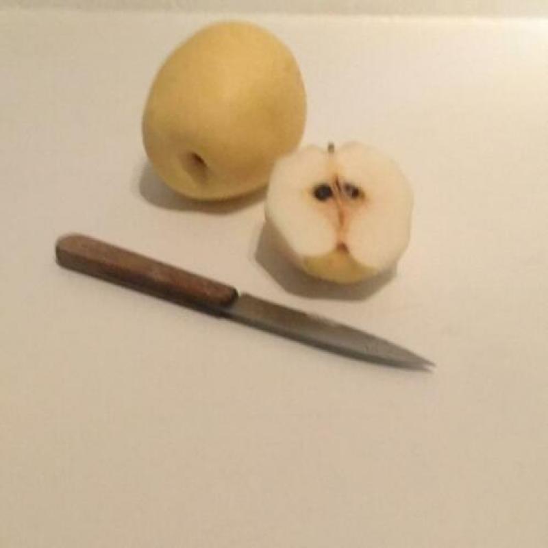 Dwerg fruitboom