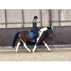 Leuke vlotte 8jr merrie 1.45m