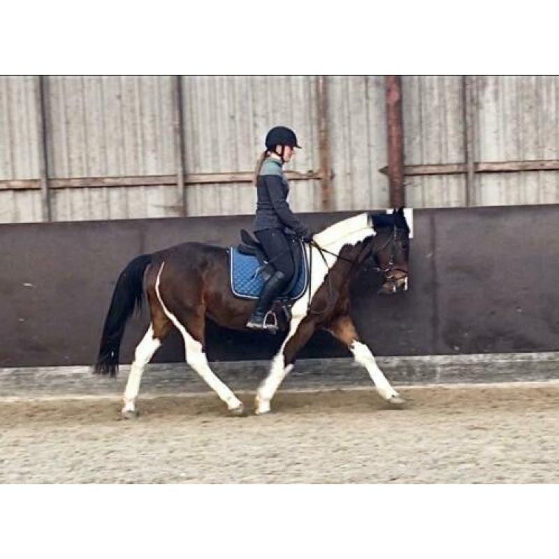 Leuke vlotte 8jr merrie 1.45m