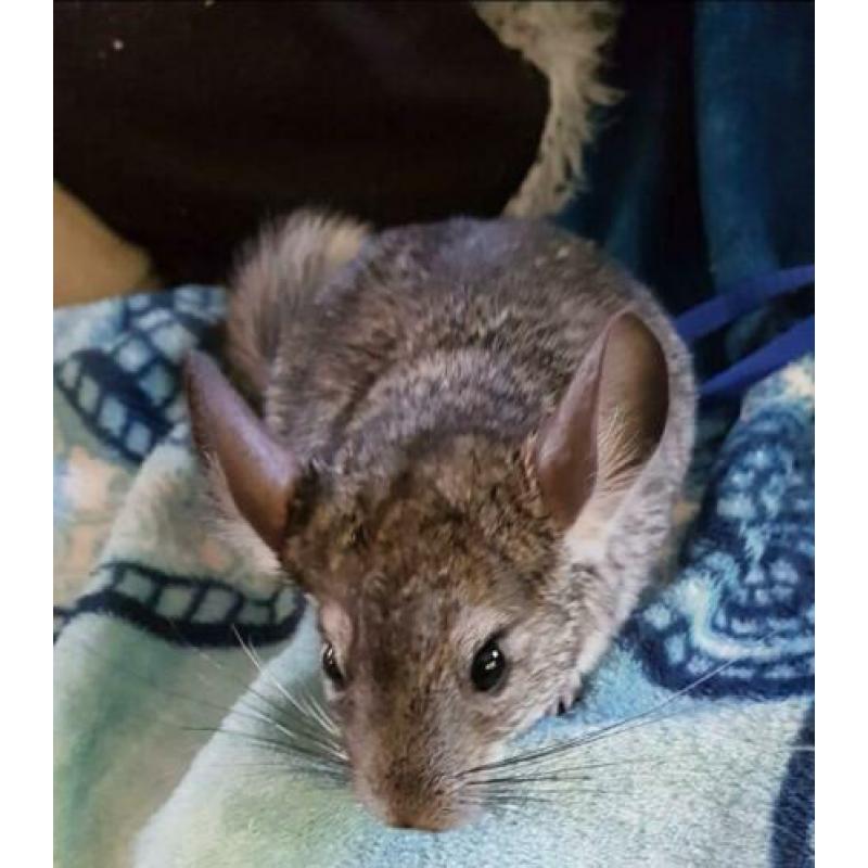 Chinchilla man zoekt een nieuw huisje