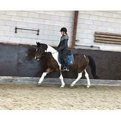 Leuke vlotte 8jr merrie 1.45m