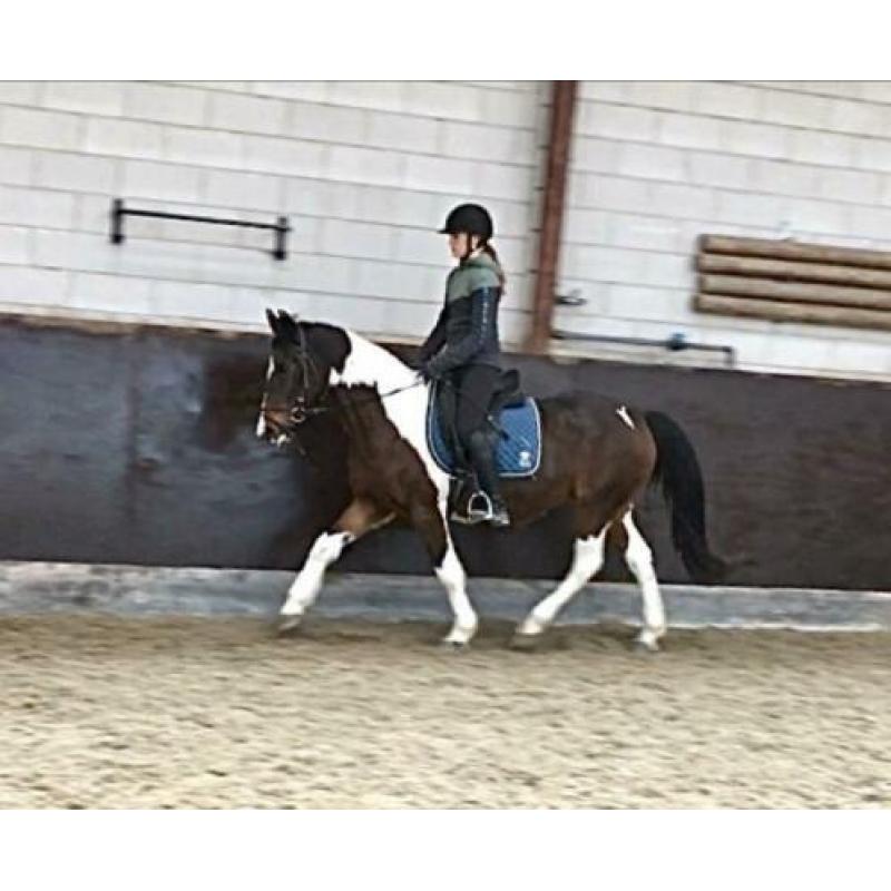 Leuke vlotte 8jr merrie 1.45m