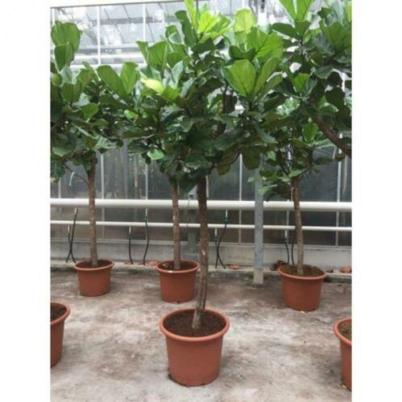 Ficus Lyrata - Vioolplant 640-650cm art17131