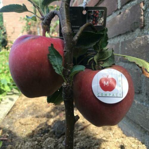 Dwerg fruitboom