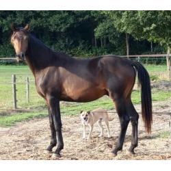 3 jarige dressuur hengst