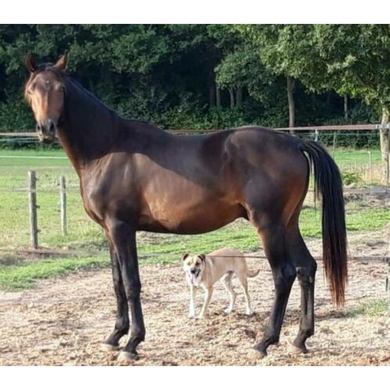 3 jarige dressuur hengst