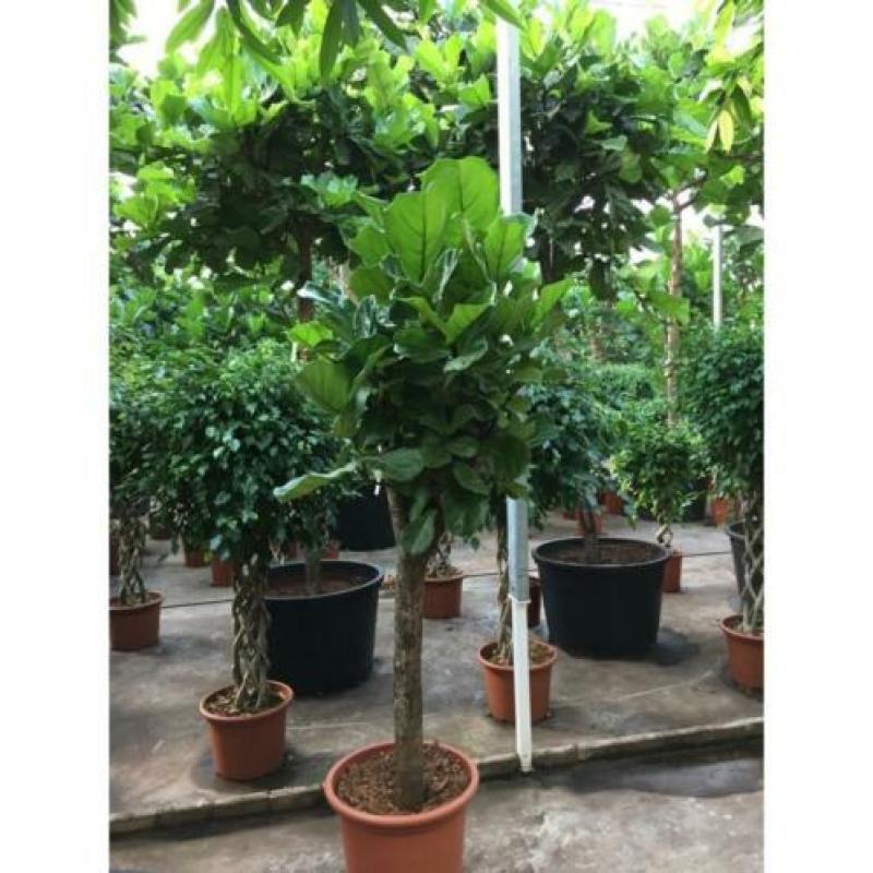 Ficus Lyrata - Vioolplant 640-650cm art17131