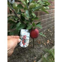 Dwerg fruitboom