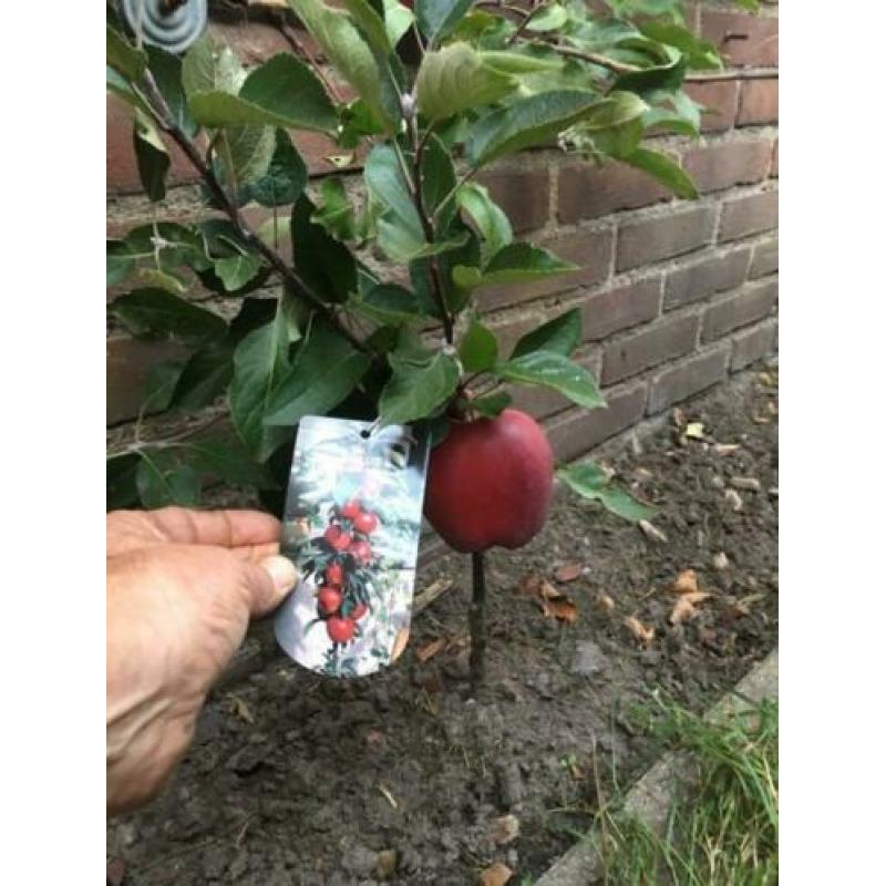 Dwerg fruitboom