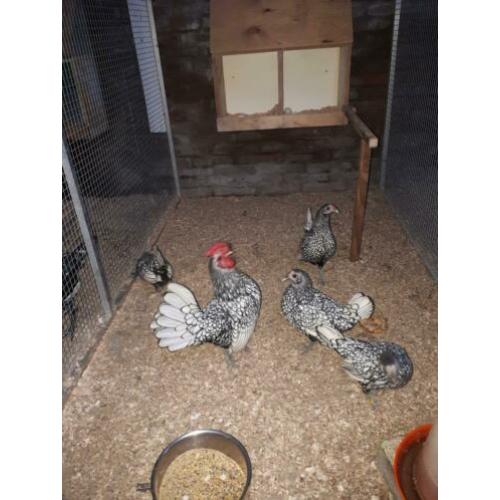 Broedeieren sebright in 5 kleuren