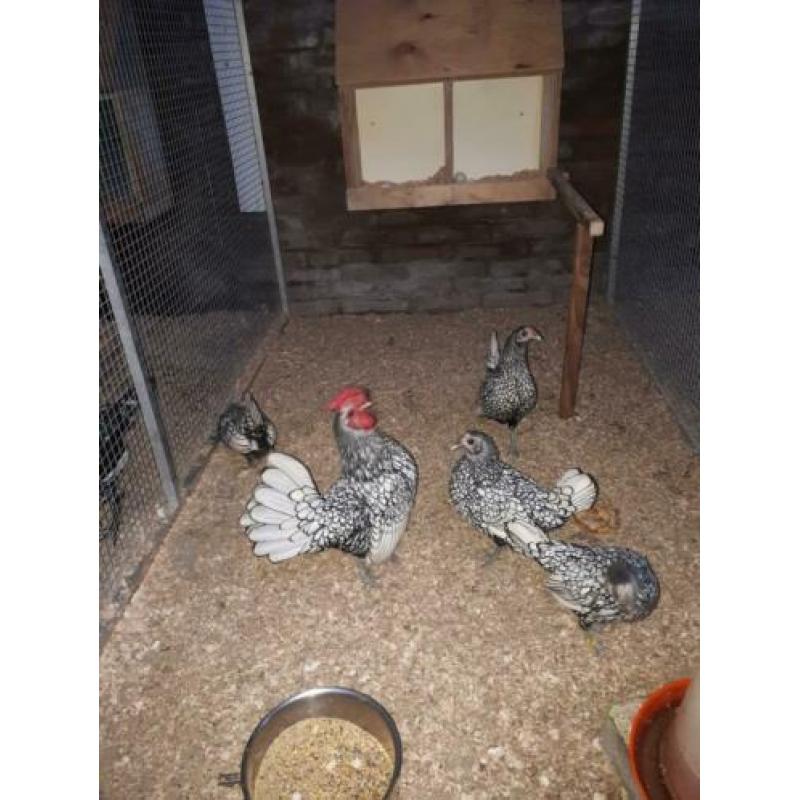Broedeieren sebright in 5 kleuren