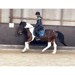 Leuke vlotte 8jr merrie 1.45m