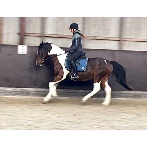 Leuke vlotte 8jr merrie 1.45m