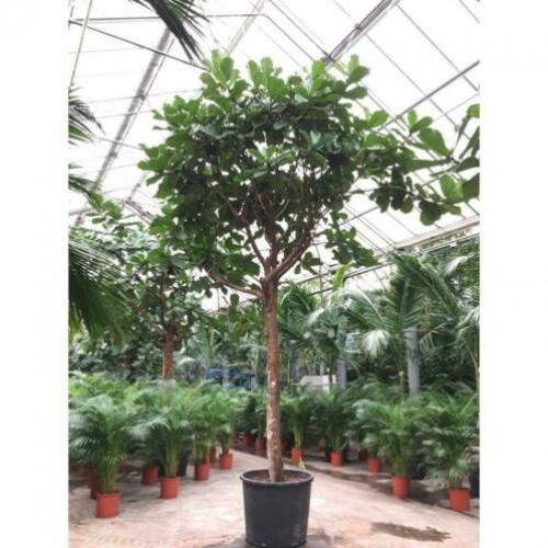 Ficus Lyrata - Vioolplant 640-650cm art17131