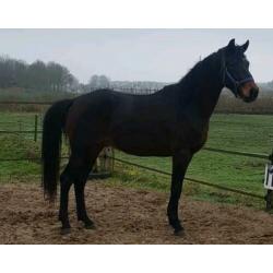3 jarige dressuur hengst