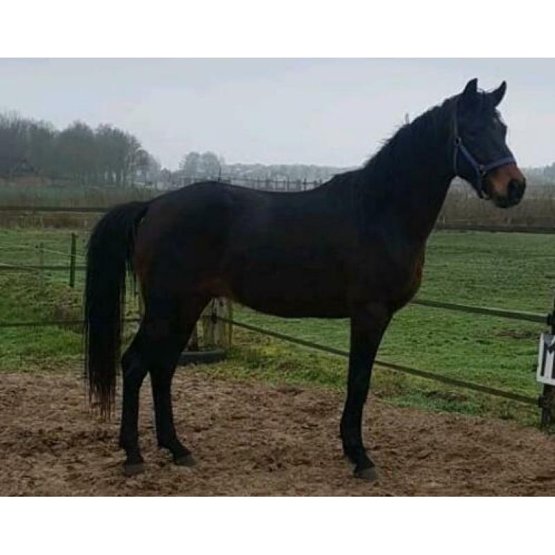 3 jarige dressuur hengst
