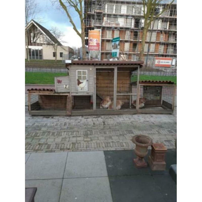 Kippenhok en 3 cochins