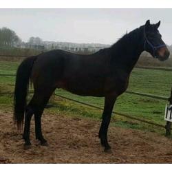 3 jarige dressuur hengst