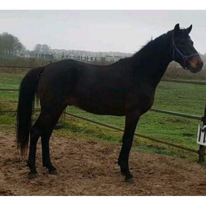 3 jarige dressuur hengst