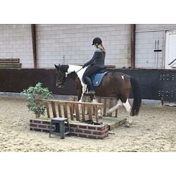 Leuke vlotte 8jr merrie 1.45m