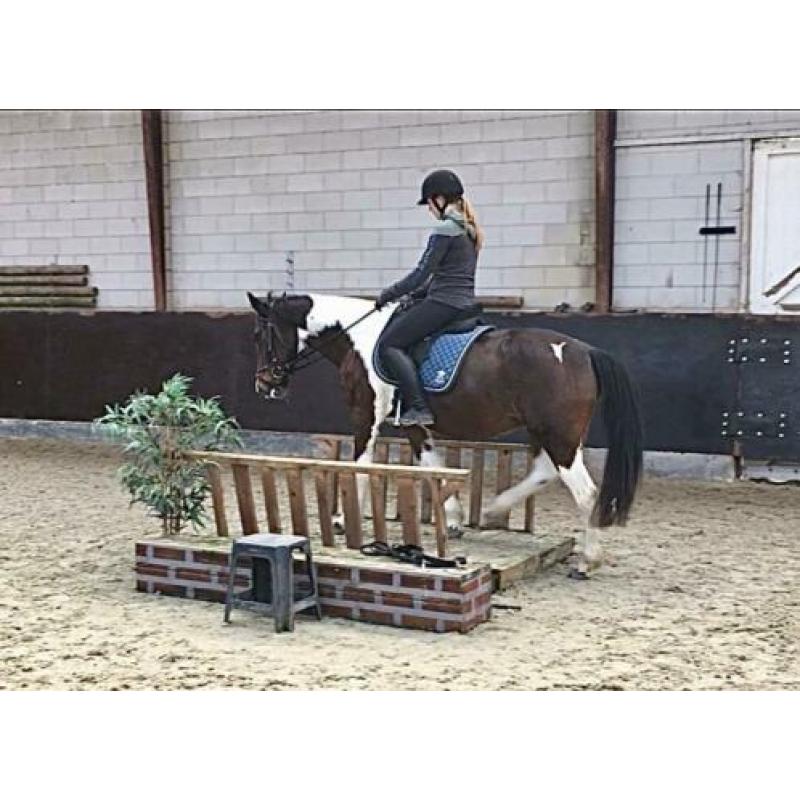 Leuke vlotte 8jr merrie 1.45m