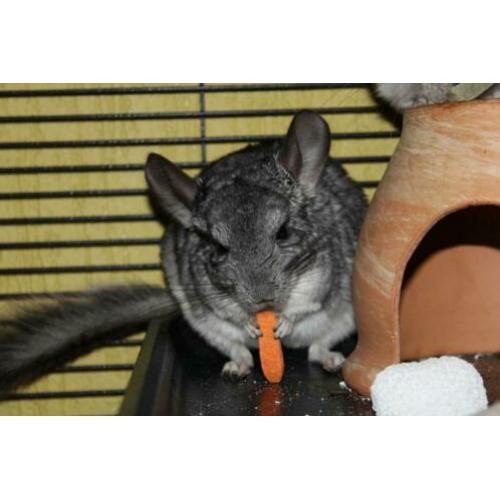 Chinchilla man zoekt een nieuw huisje