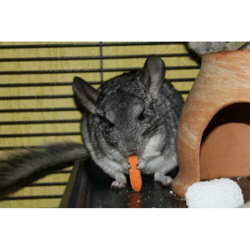 Chinchilla man zoekt een nieuw huisje