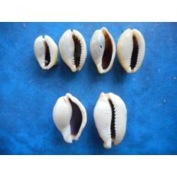Schelpen: Cypraea moneta icterina (freaks) f+/g 20-33mm
