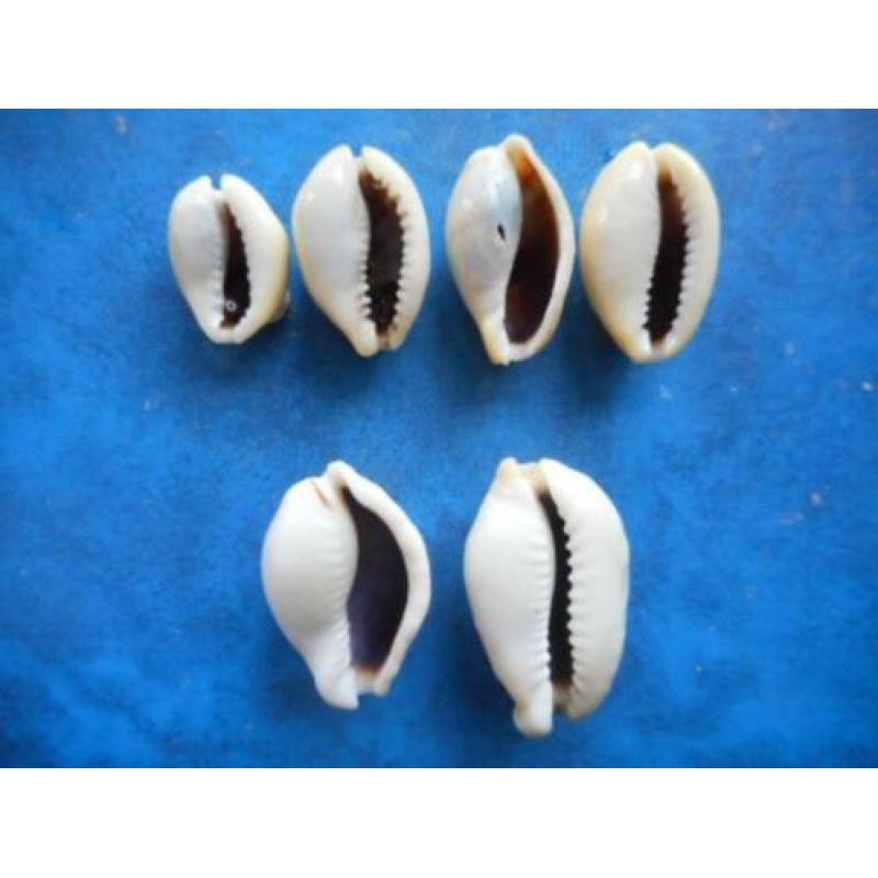 Schelpen: Cypraea moneta icterina (freaks) f+/g 20-33mm