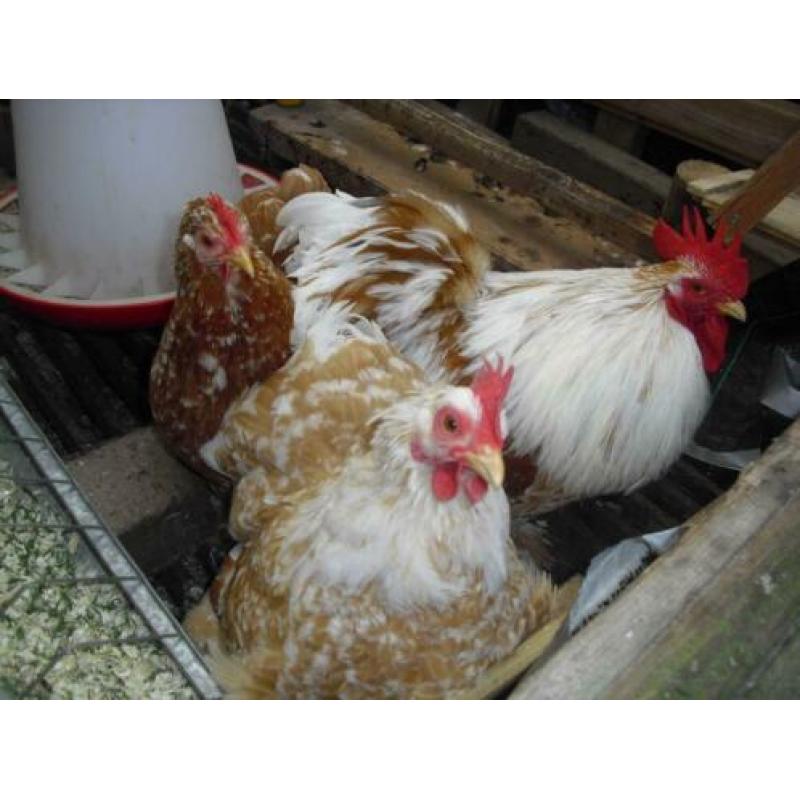 cochin broedeieren Oker/Wit en Buff/Wit