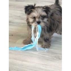 Supermooie boomer pups (shih tzu x Lhasa apso)