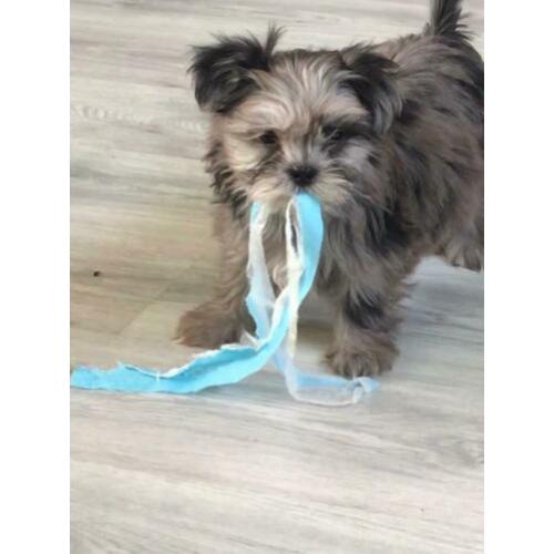 Supermooie boomer pups (shih tzu x Lhasa apso)