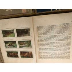 13 Originele oude plaatjesboek JP Thijsse