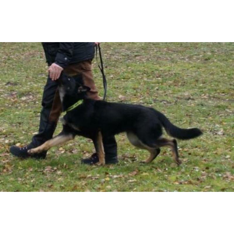 Duitse Herder Teef uit Keurfok.