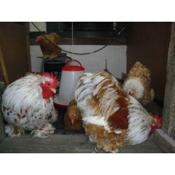 cochin broedeieren Oker/Wit en Buff/Wit