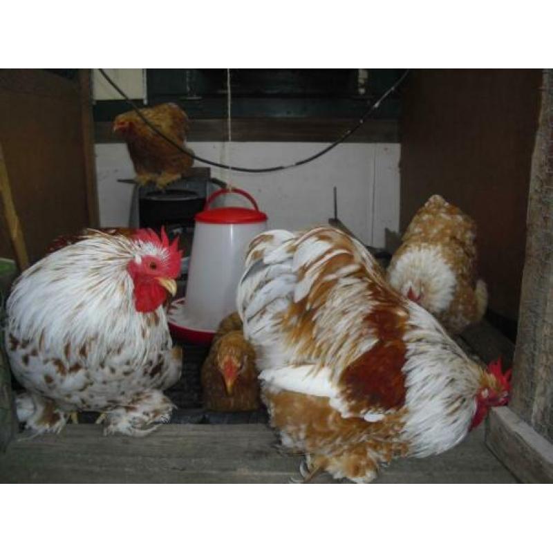 cochin broedeieren Oker/Wit en Buff/Wit