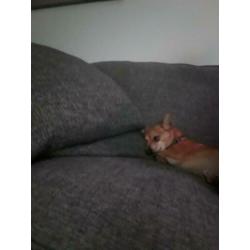 2 lieve hondjes