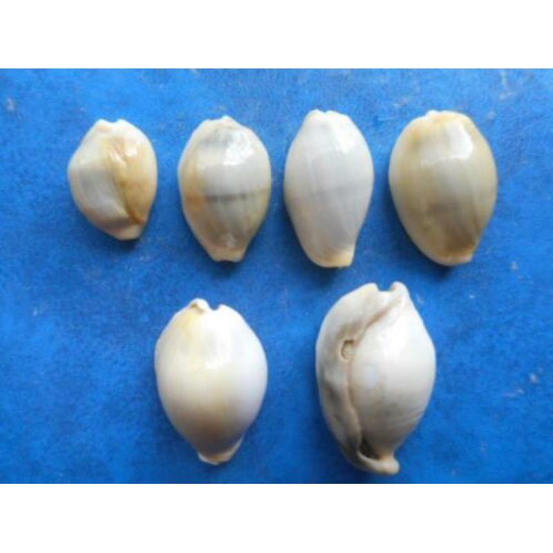 Schelpen: Cypraea moneta icterina (freaks) f+/g 20-33mm