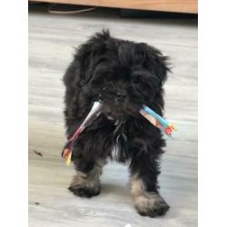 Supermooie boomer pups (shih tzu x Lhasa apso)