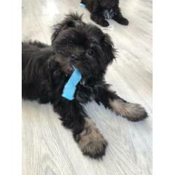 Supermooie boomer pups (shih tzu x Lhasa apso)