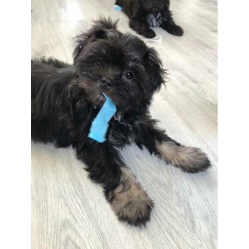 Supermooie boomer pups (shih tzu x Lhasa apso)