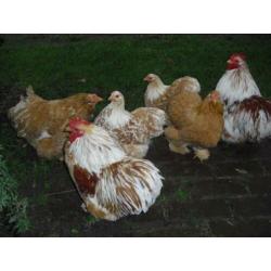 cochin broedeieren Oker/Wit en Buff/Wit